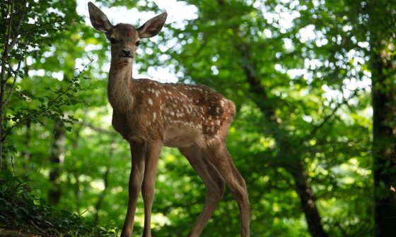 Bambi eine Lebensgeschichte aus dem Wald